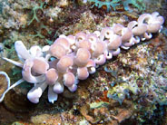 Photo: R. Cohen; see note in the Sea Slug Forum